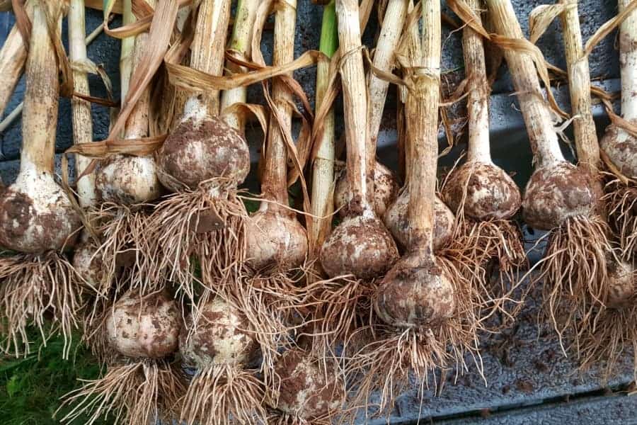 A bunch of freshly harvested garlic right after being dug from the ground