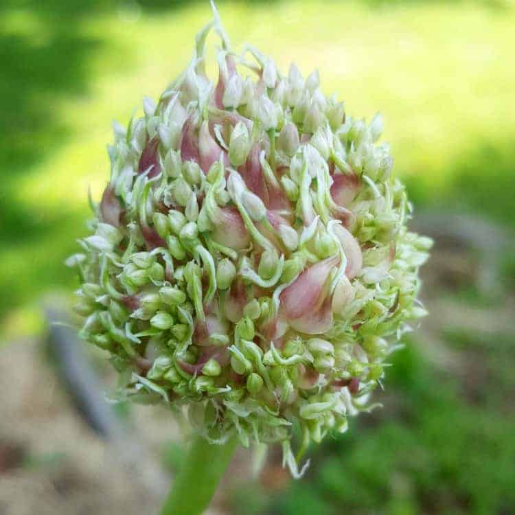 A garlic flower in bloom with little bulbiles starting to form