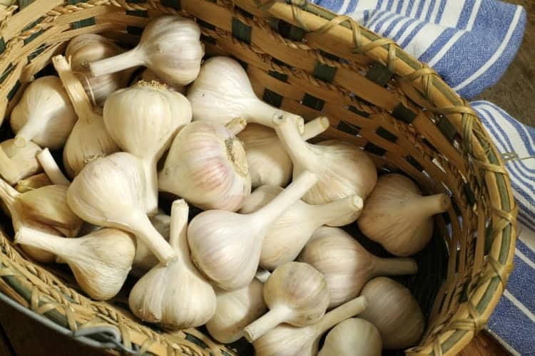 a basket filled with freshly cleaned and trimmed hardneck garlic ready for winter storage