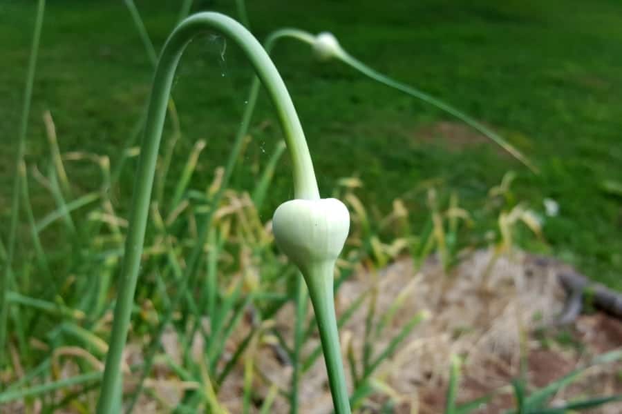 A close up of a garlic flower stalk and bulb