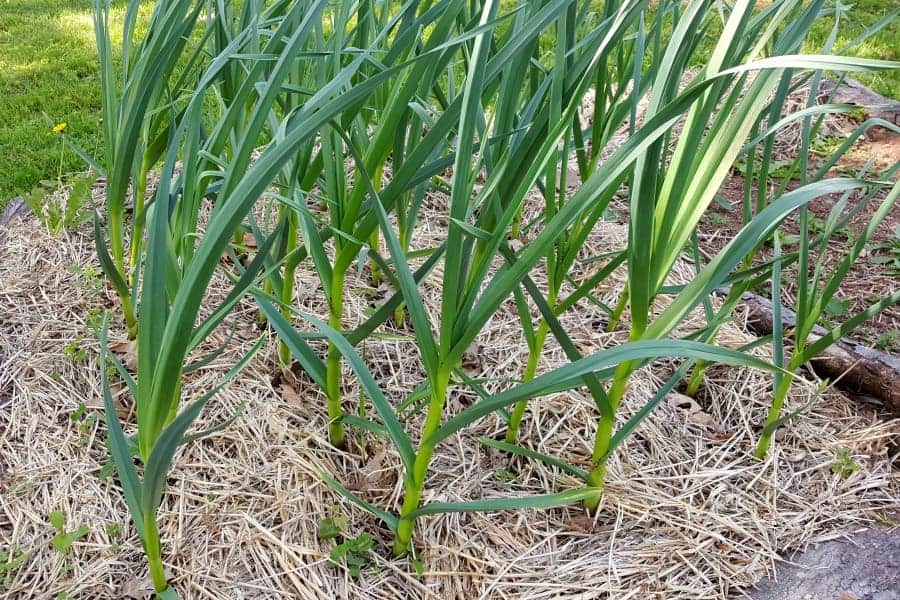 A 4 x 6 foot garden bed with mature garlic plants in rows