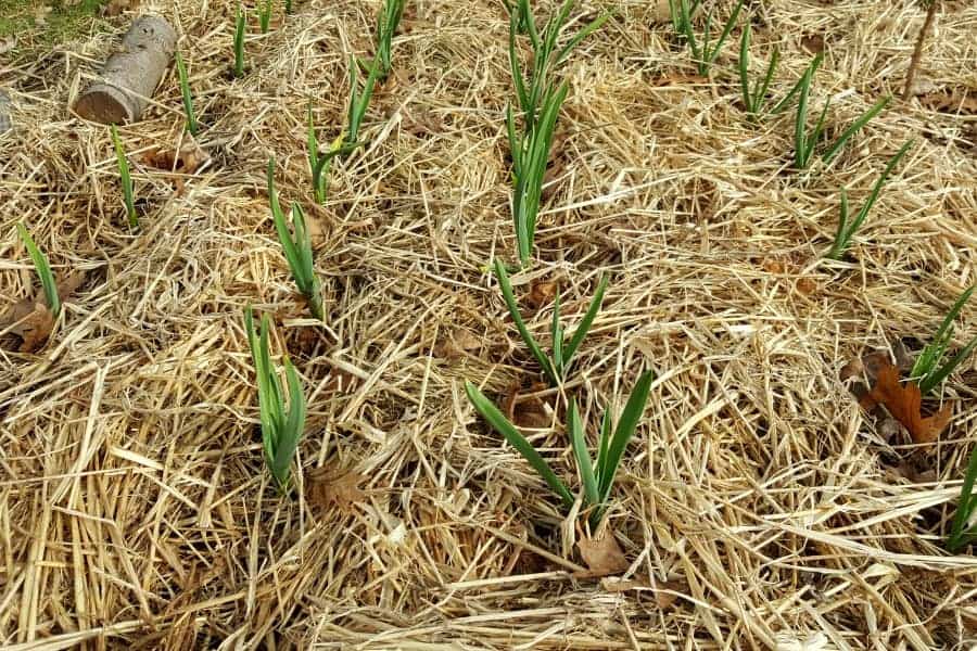 A garden bed filled with heavily mulched garlic plants to help suppress weeds, as well as retain moisture in the soil.