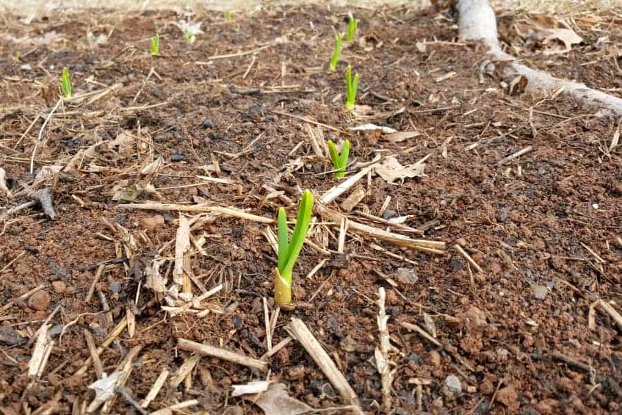 Freshly sprouted garlic plants
