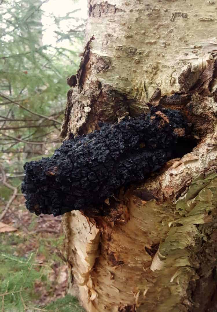 chaga mushroom growing on the side of a yellow birch