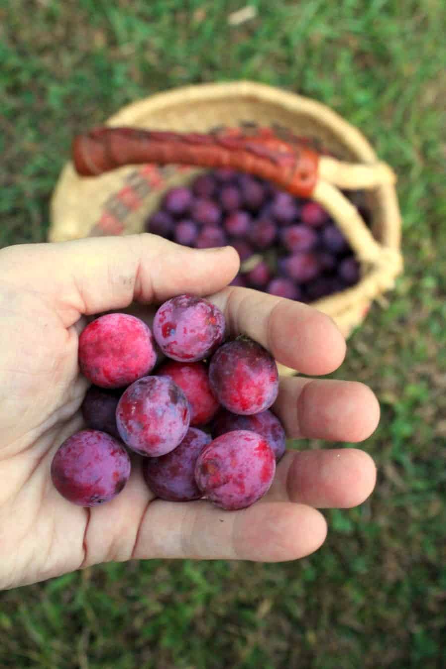 an open hand filled with wild foraged plums. There is a basket full of fruit in the background