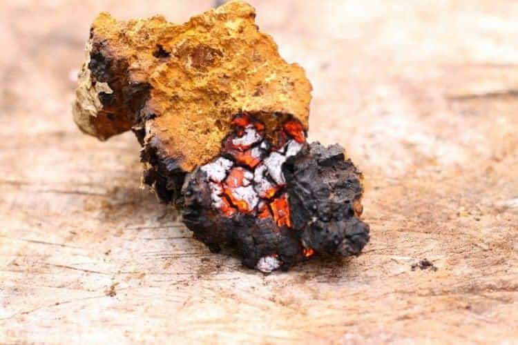 a close up shot of a piece of chaga smoldering for use as a fire starter