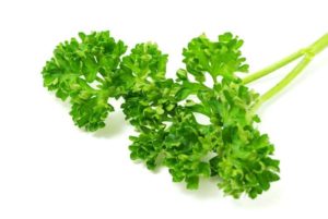 an example of amrican curly parsley on a white background