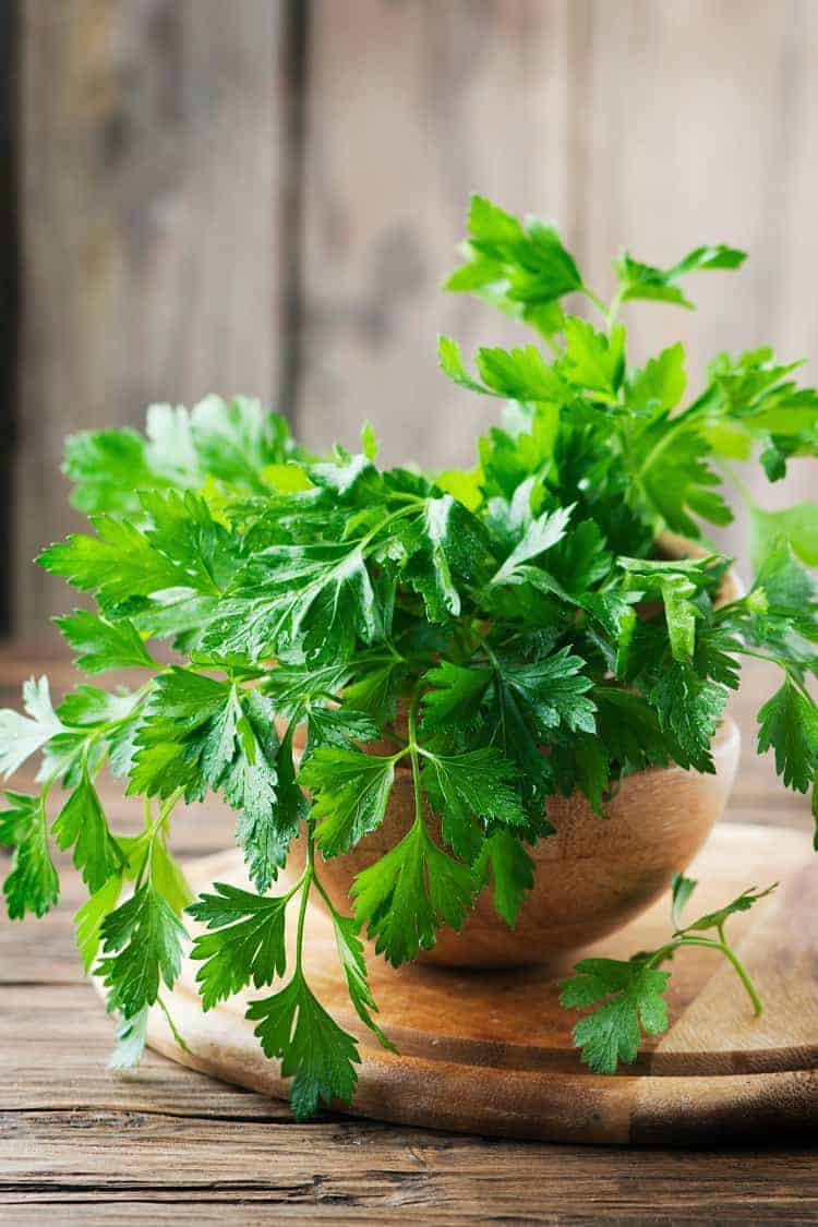 Italian parsley growing in a wooden pot