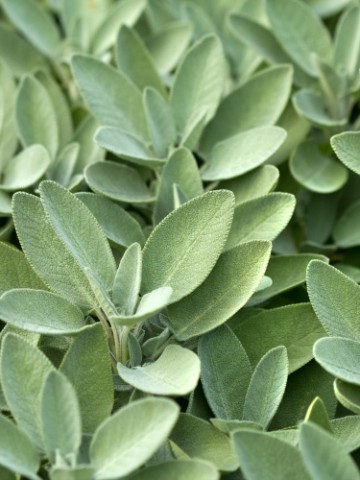 close up image of sage growing in a garden