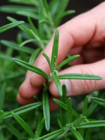 a hand holding a stem of rosemary closeup