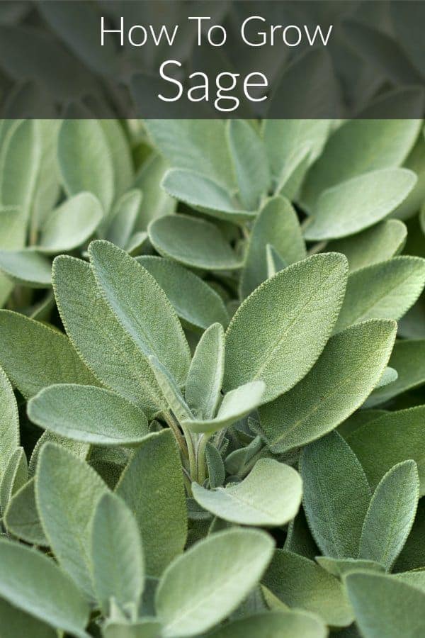 close up of fresh sage in the garden