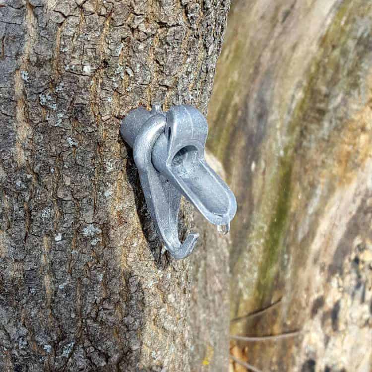 maple sap dripping from a freshly tapped maple tree spout 