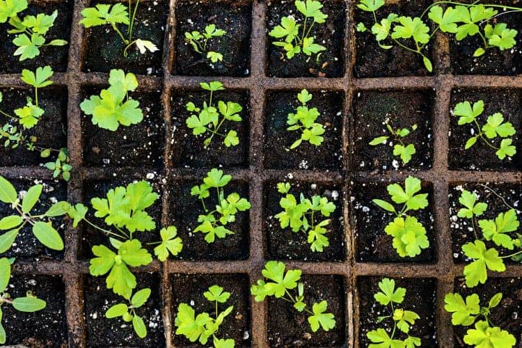 small parsley seedlings growing in a seed tray
