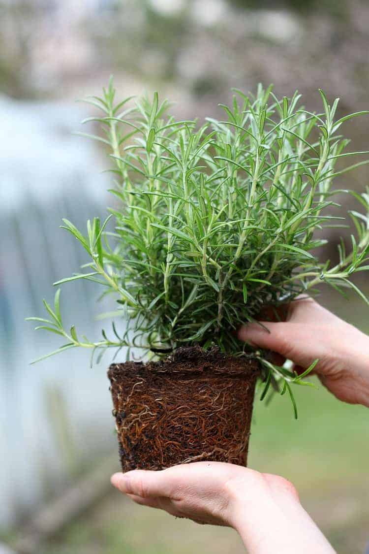 a young rosemary plant ready for transplanting