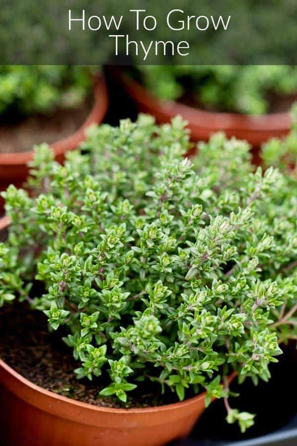 garden thyme growing in a clay pot overlaid with a banner that says