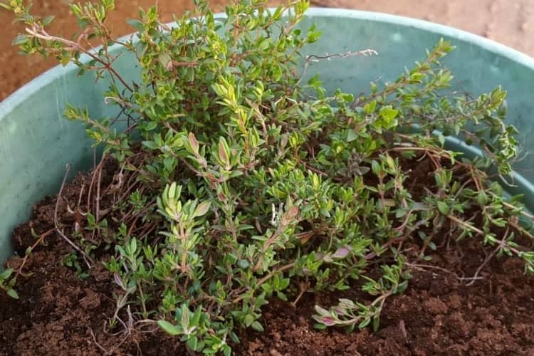 garden thyme transplanted into a container