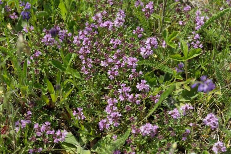Wild creeping thyme blooming in a meadow