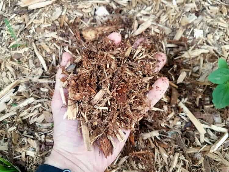 a handful of cedar bark mulch