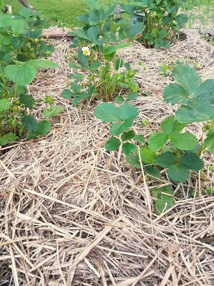 Mulching Strawberry Plants in the Summer – Strawberry Plants