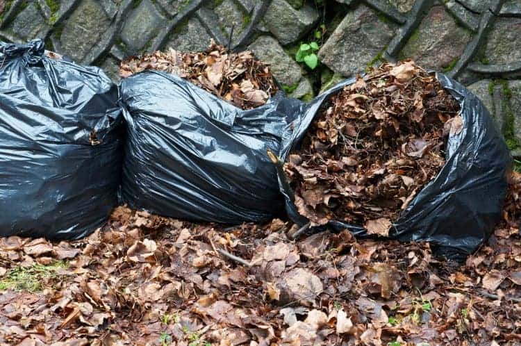 bags filled with fallen leaves, black garbage bags near the fence