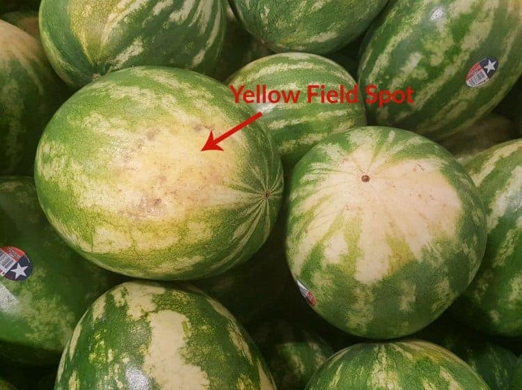 a bunch of watermelons with a red arrow showing where the field spot is, is key in learning How To Choose A Watermelon
