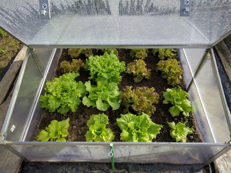 mature heads of lettuce growing in a cold frame garden box