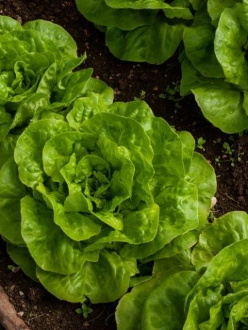 mature butter lettuce heads in a garden bed