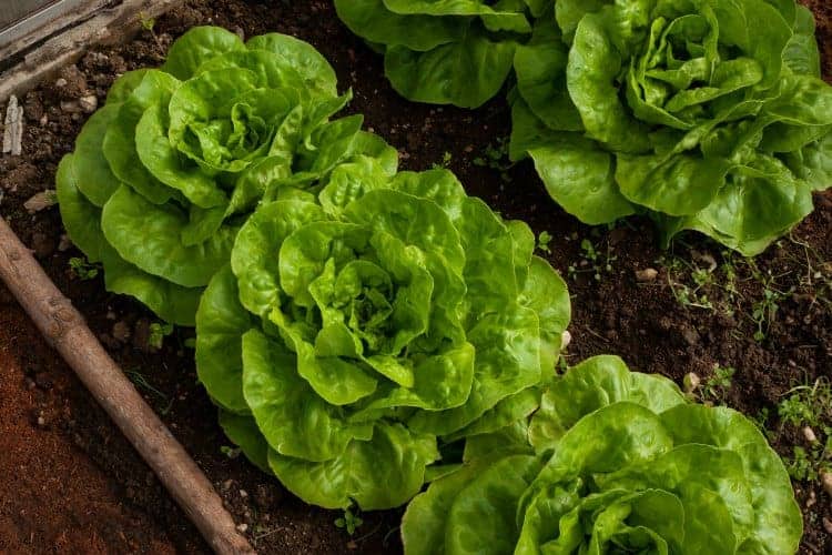 mature butter lettuce heads in a garden bed