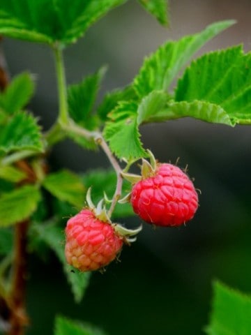 closeup of ripe raspberries on a raspberry cane