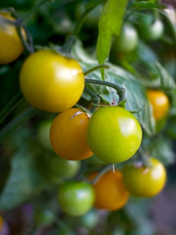 cherry tomatoes ripening on the vine