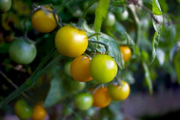 cherry tomatoes ripening on the vine