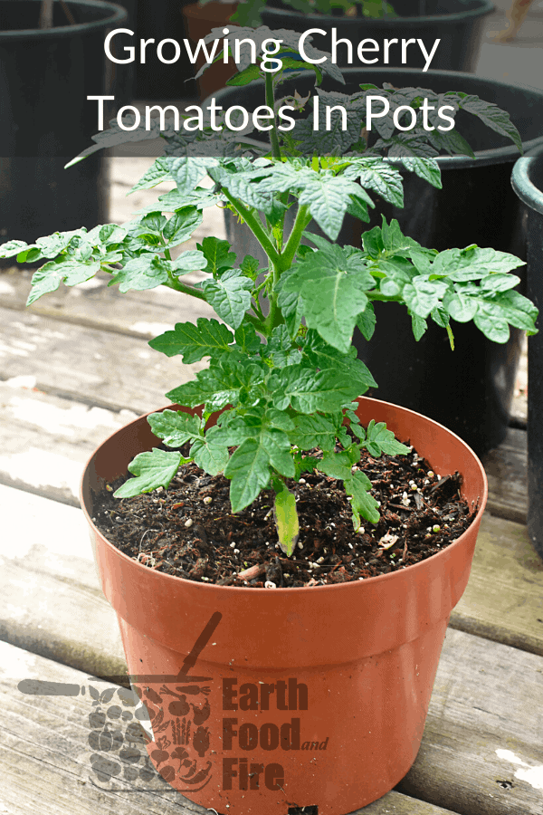 a cherry tomato plant growing in a pot overlaid with a watermark and title