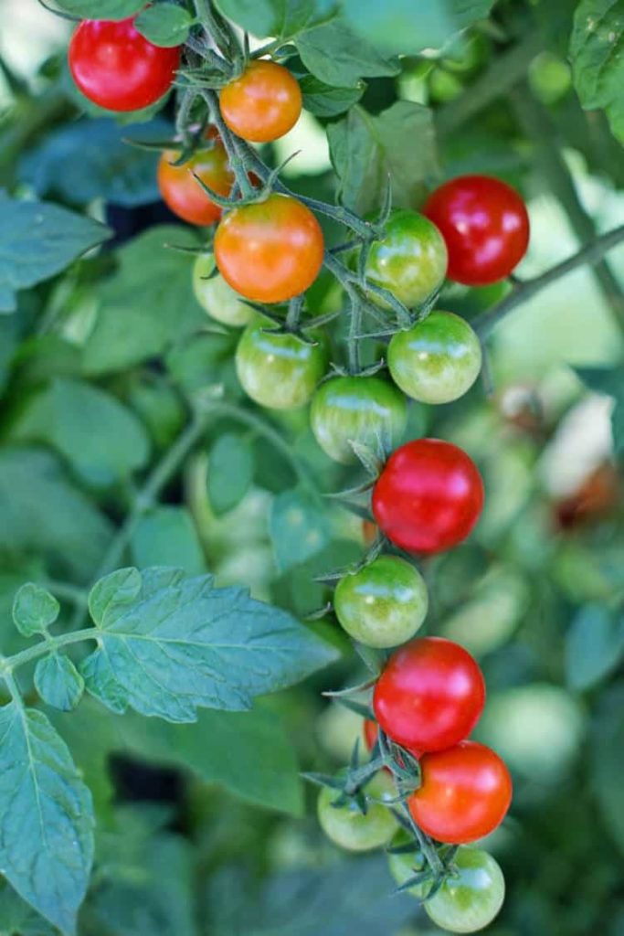 close up of cherry tomatoes ripening