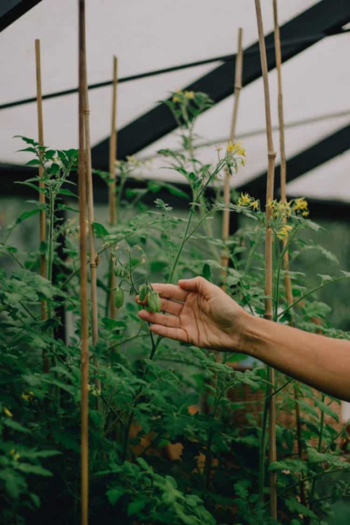 indeterminate cherry tomato plants growing on bamboo stakes