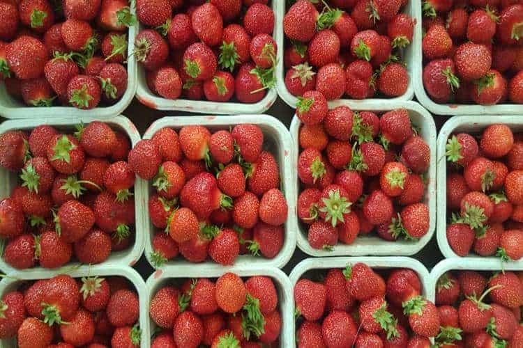 fresh PEI strawberries in cardboard pints