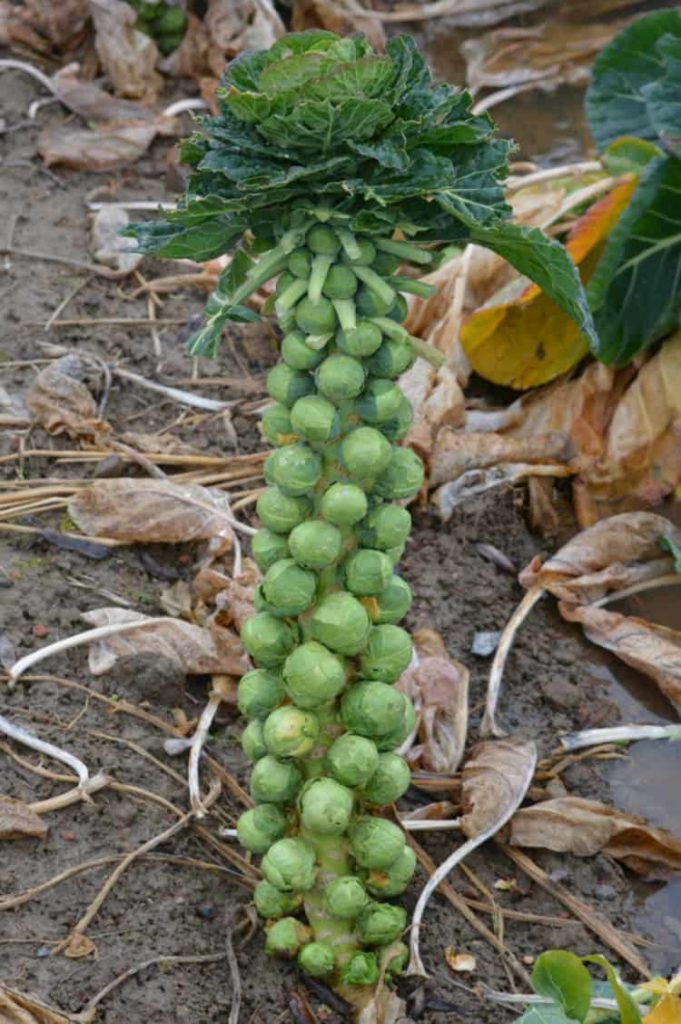 a mature brussel sprout plant prior to harvesting