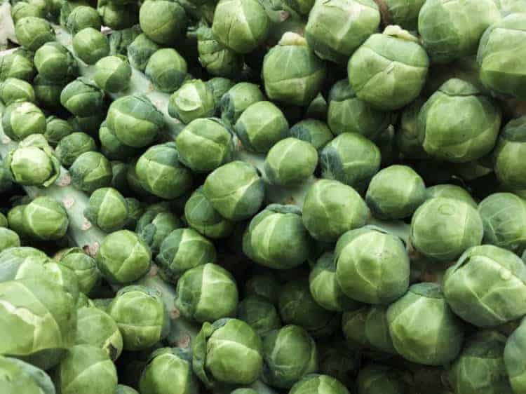 harvested brussels sprout stalks