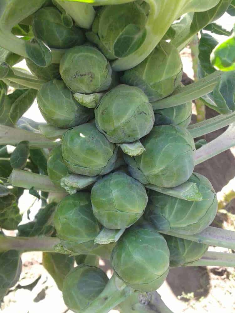 close up of a brussels sprout plant with leaves trimmed between the sprouts