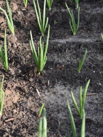 Green onion tops growing in rows in a garden