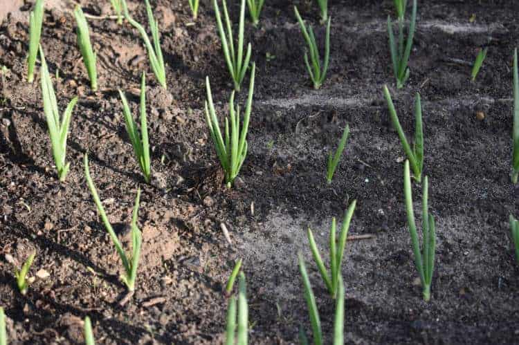 Green onion tops growing in rows in a garden