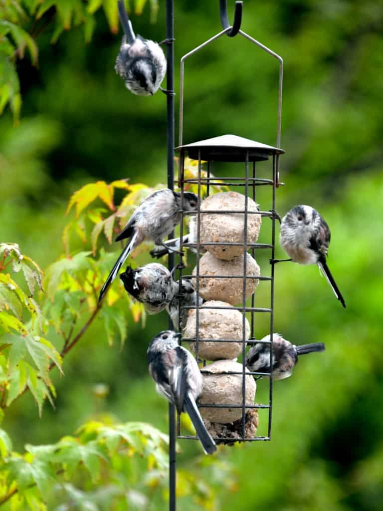 a suet ball feeder