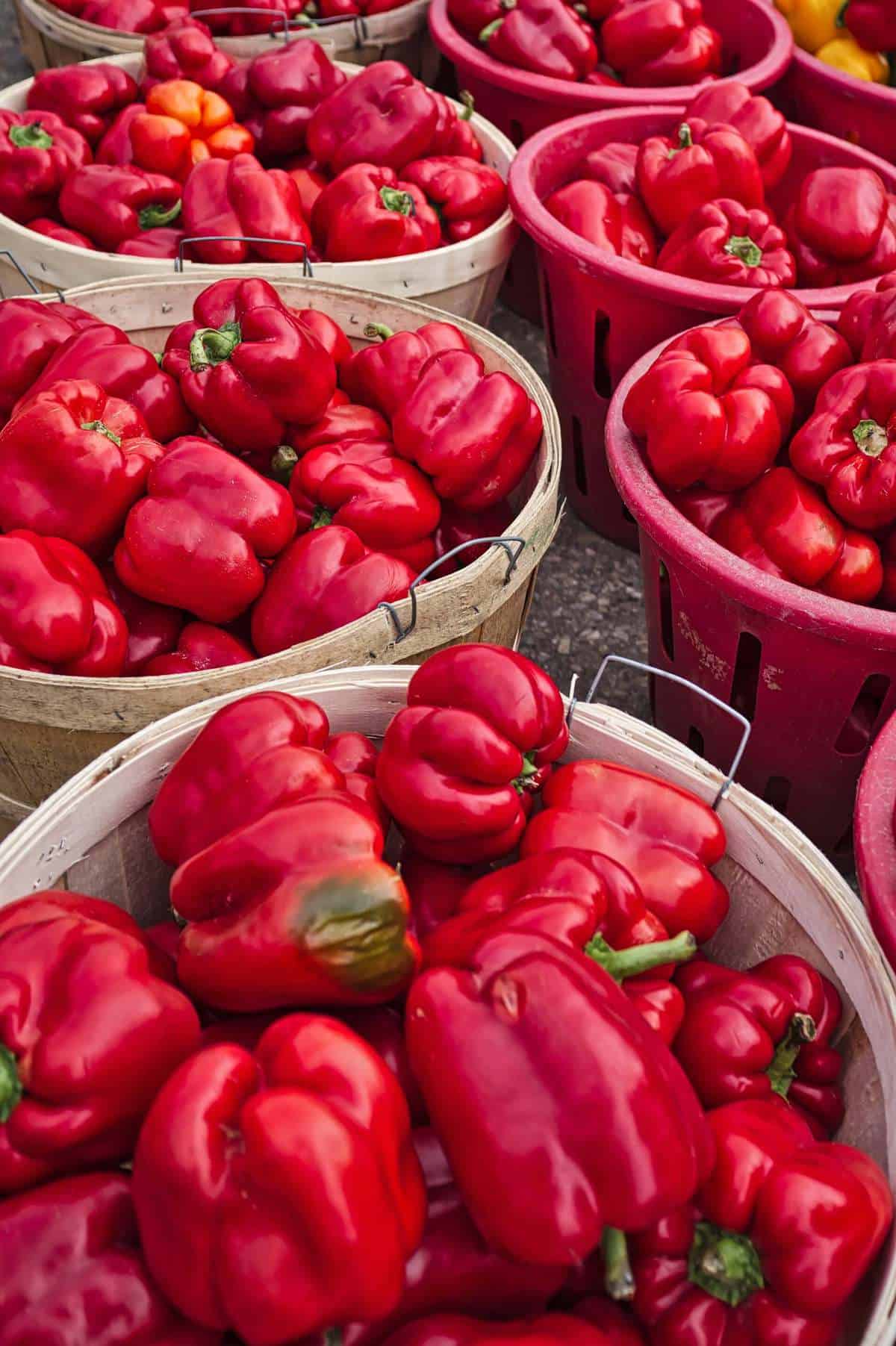 How To Grow Bell Peppers - Earth, Food, and Fire