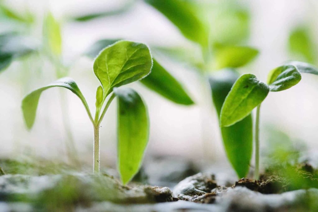 close up of bell pepper seedlings