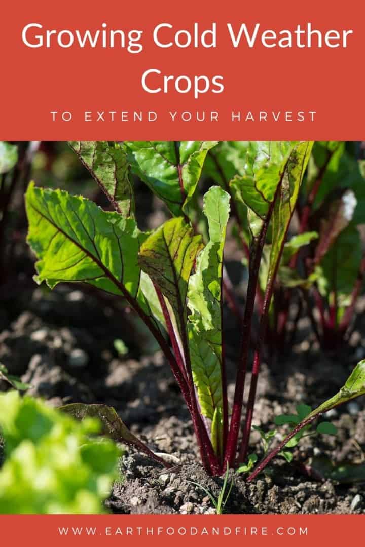 close up of a beet plant in the garden overlaid with a pinterest title banner