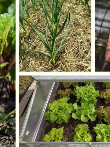 collage image of cool weather crops