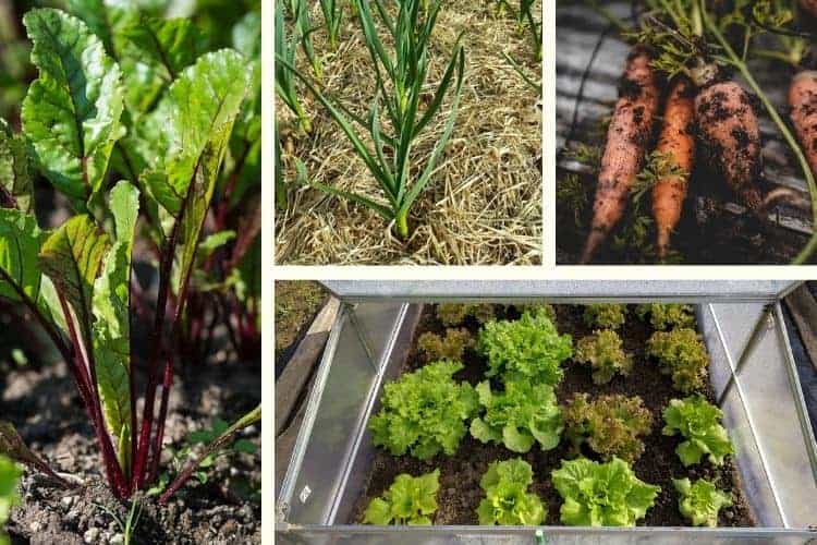 Cool Weather Crops You Can Grow At Home Earth, Food, and Fire