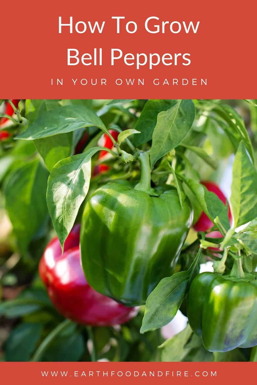 How To Grow Bell Peppers Earth, Food, and Fire