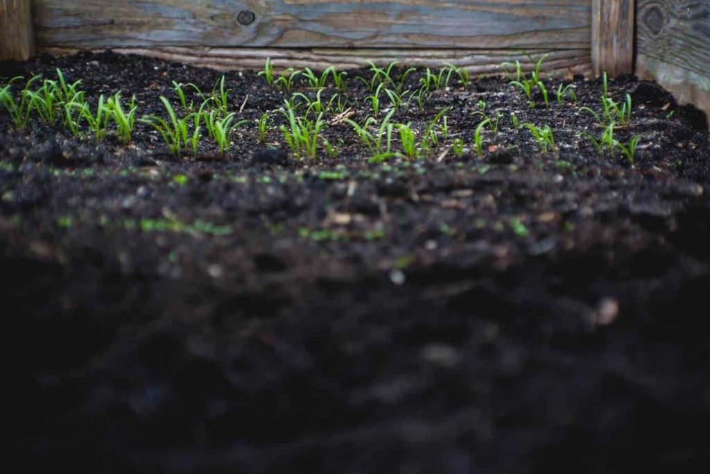 seedlings planted outdoors in a garden box