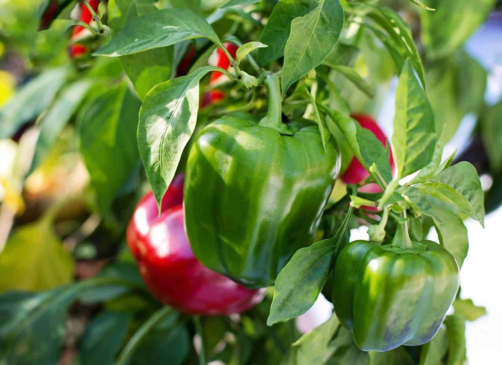 red and green bell peppers ready for harvest