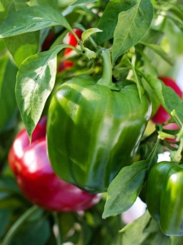 red and green bell peppers ready for harvest